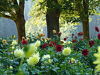 Herbstbild mit Dahlien in der Allee